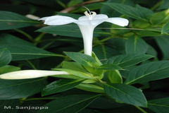 Barleria grandiflora